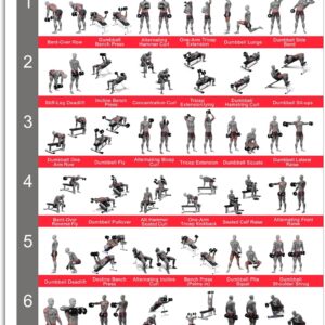 Clean Sports® Dumbbell Workout -Poster Dina2 mit sechs Ganzkörpertrainings, um das Dumbbell -Sportplakat für Hobby Room oder Fitnessstudio nachzubilden (Dina2)