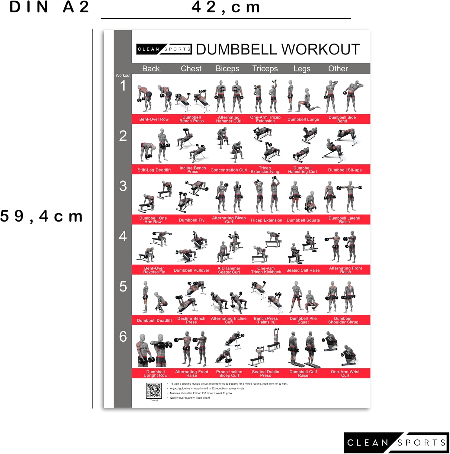 Clean Sports® Dumbbell Workout -Poster Dina2 mit sechs Ganzkörpertrainings, um das Dumbbell -Sportplakat für Hobby Room oder Fitnessstudio nachzubilden (Dina2) – Bild 2